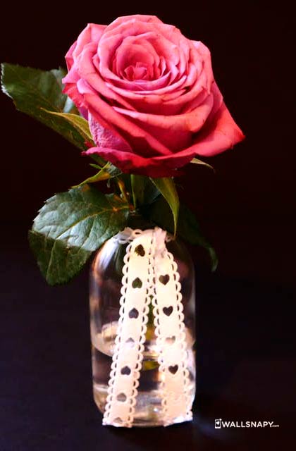 Elegant Rose Flower Wooden iPhone 8 Wallpapers Free Download