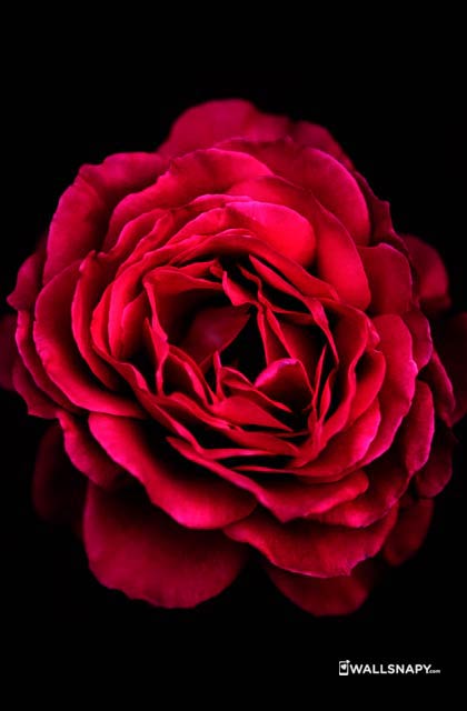 Mobile Wallpaper Hd Rose Flower
