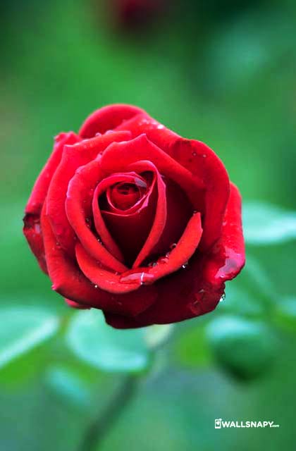 Nature Red Rose Wallpaper  S17  Chillout Wallpapers